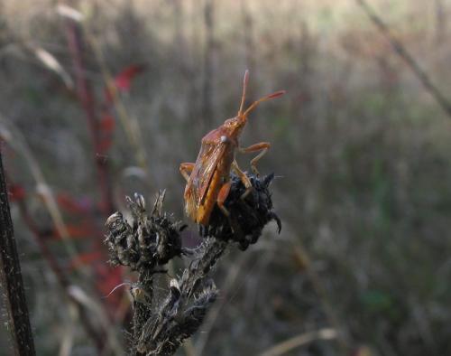 Stictopleurus sp.