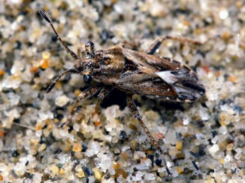 Réf. 51 930 : Henestaris laticeps