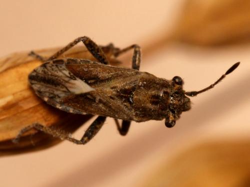 Réf. 51 931 : Henestaris laticeps
