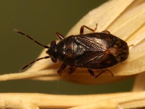 Réf. 51 852 : Stygnocoris similis
