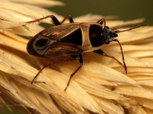Réf. 51 851 : Xanthochilus minusculus