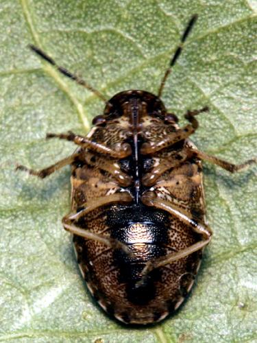 Réf. 51 045 : Neottiglossa lineolata