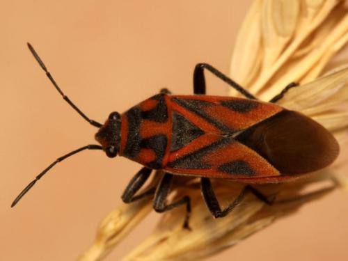 Graptostethus servus