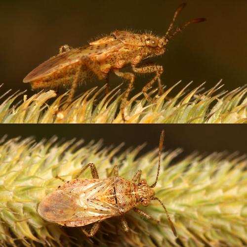 Réf. 51 255 : Rhopalus parumpunctatus