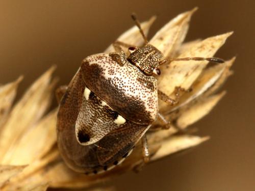Réf. 51 253 : Stagonomus bipunctatus bipunctatus