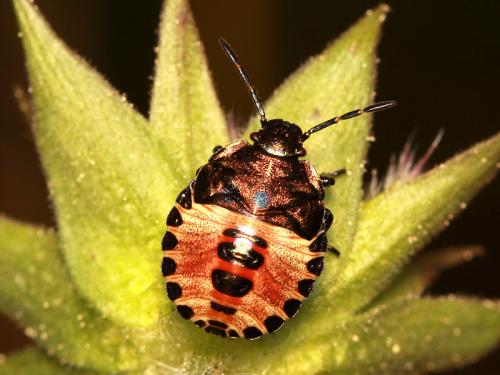 Réf. 51 571 : Carpocoris melanocerus
