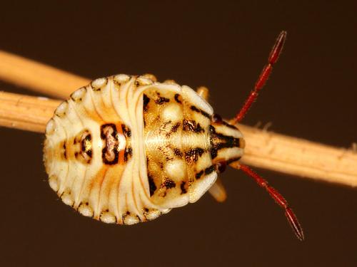 Antheminia absinthii