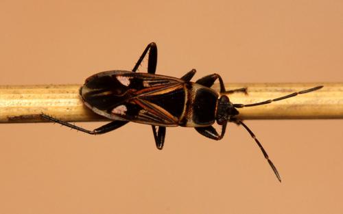 Raglius tristis