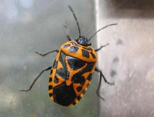 Eurydema ventralis