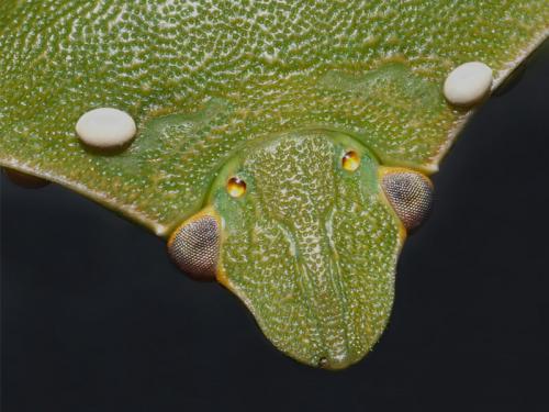 Nezara viridula