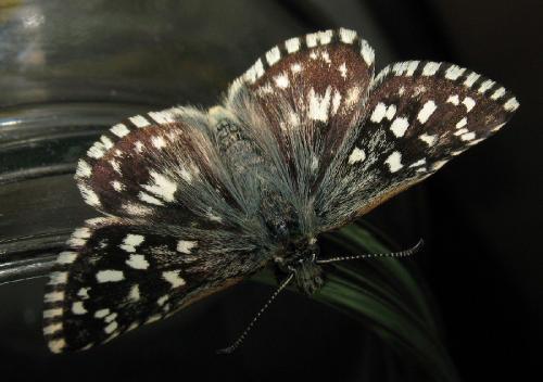 Pyrgus malvae
