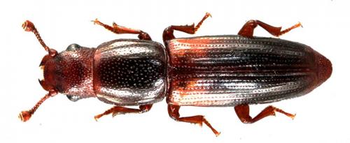Réf. 51 535 : Rhizophagus nitidulus