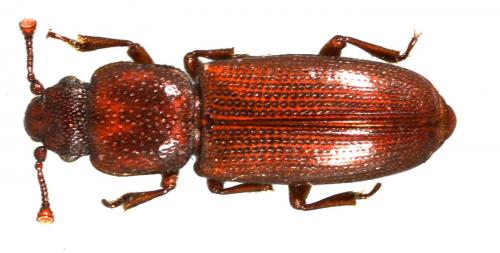 Réf. 51 521 : Rhizophagus cribratus