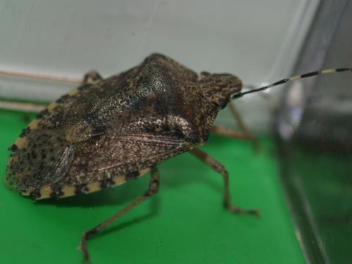 Rhaphigaster nebulosa