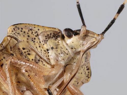 Réf. 51 847 : Rhaphigaster nebulosa