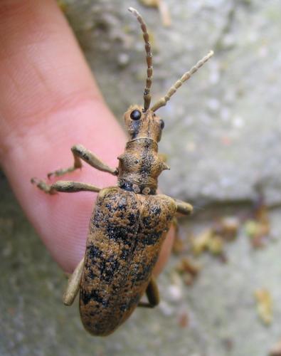Rhagium sycophanta