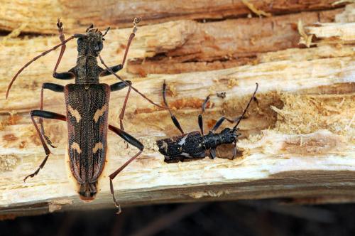 Réf. 51 448 : Rhagium bifasciatum