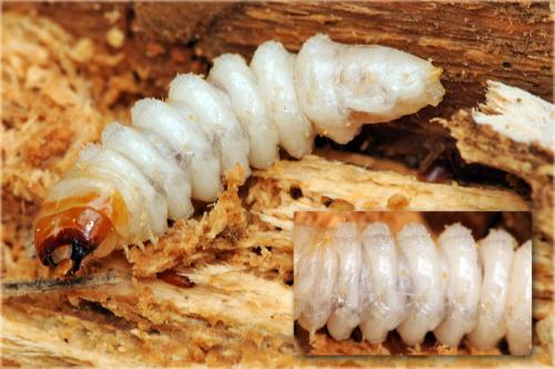 Réf. 51 449 : Rhagium bifasciatum
