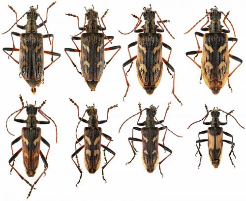 Rhagium bifasciatum