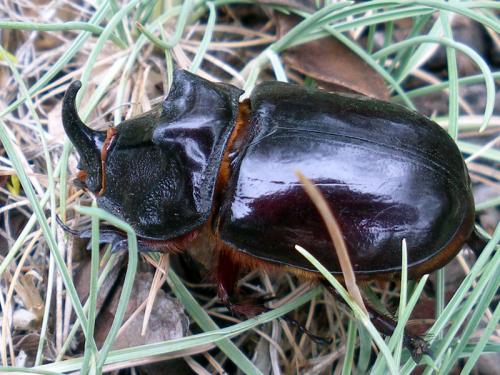 Réf. 51 466 : Oryctes nasicornis