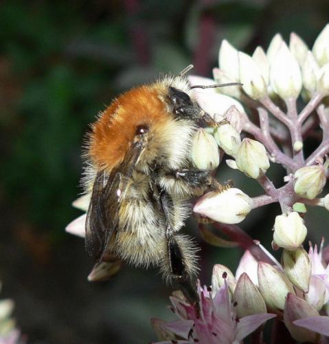 Réf. 51 884 : Bombus sp.