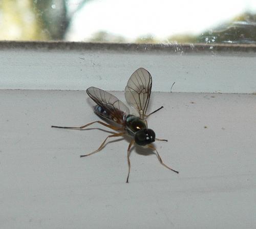 Sargus bipunctatus