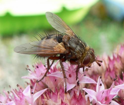 Réf. 51 225 : Tachina sp.