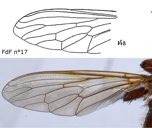 Stenopogon sabaudus
