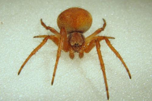 Réf. 51 243 : Agalenatea redii