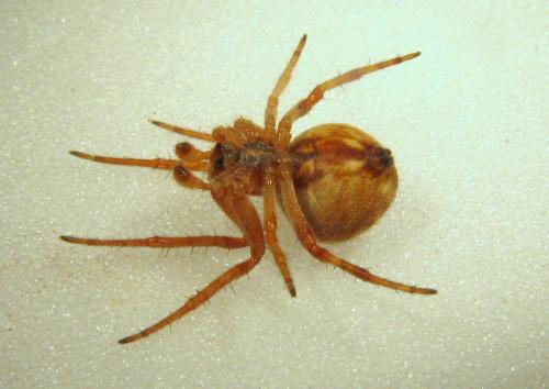Agalenatea redii