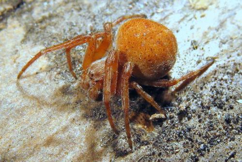 Réf. 51 246 : Agalenatea redii