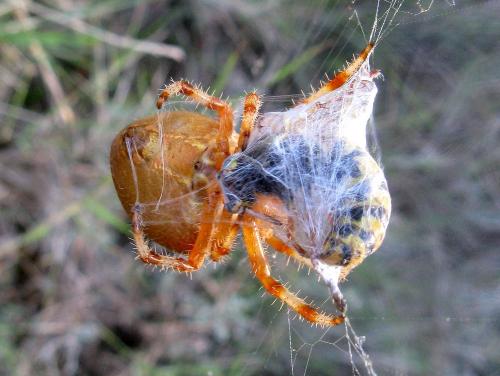 Réf. 51 247 : Araneus pallidus