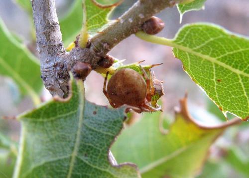 Agalenatea redii