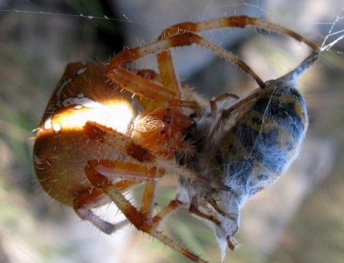 Araneus pallidus