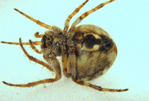 Agalenatea redii