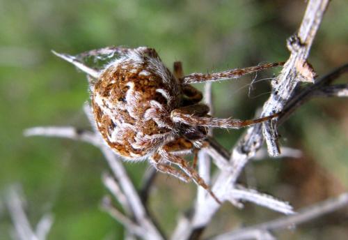 Agalenatea redii
