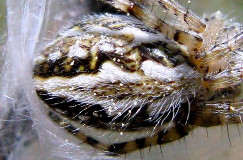 Aculepeira armida