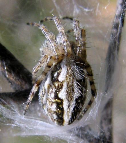 Réf. 51 632 : Aculepeira armida