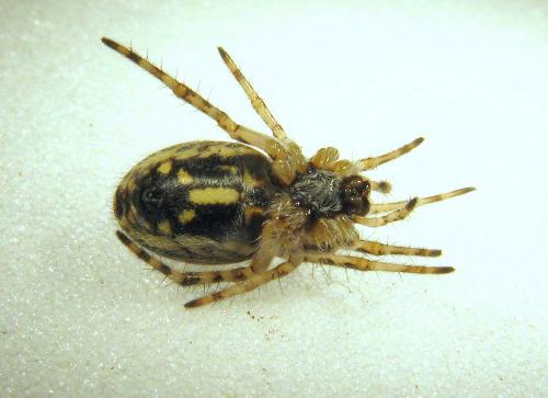 Réf. 51 636 : Aculepeira armida