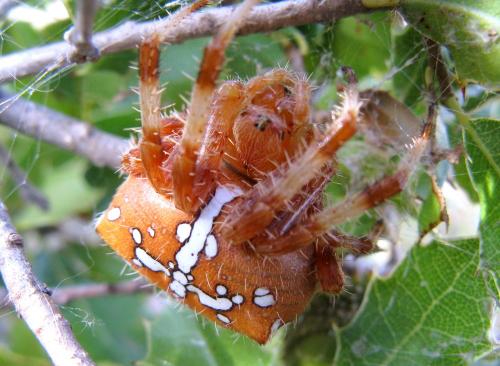 Araneus pallidus