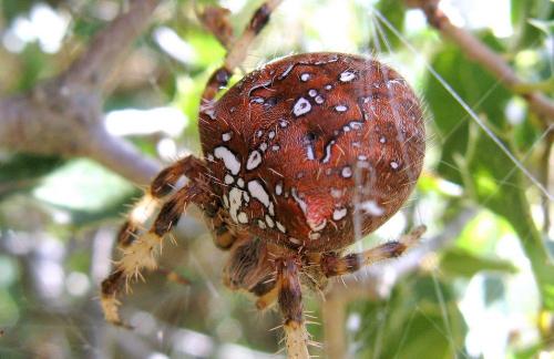 Araneus pallidus