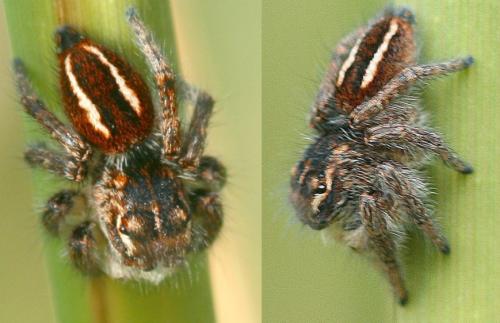 Philaeus chrysops