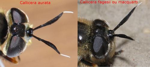 Callicera divers