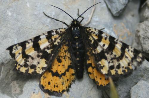 Réf. 51 998 : Eurranthis plummistaria