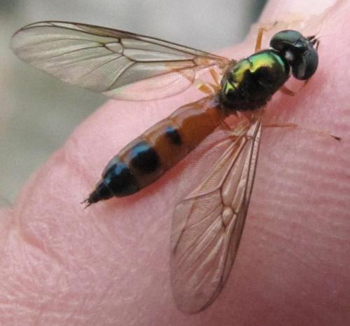 Sargus bipunctatus