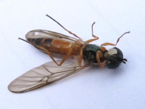 Sargus bipunctatus