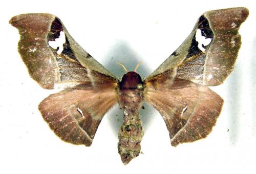 Holocerina sp.