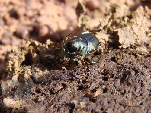 Proagoderus praecavatus
