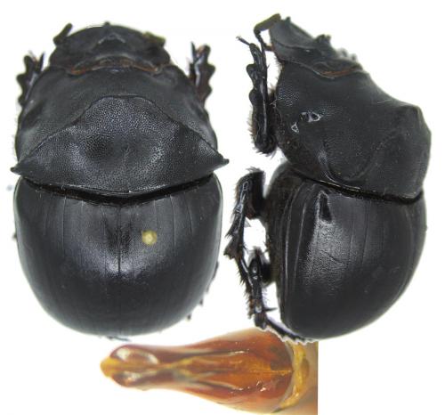 Réf. 51 500 : Catharsius duciformis