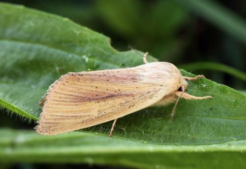 Sedina buettneri